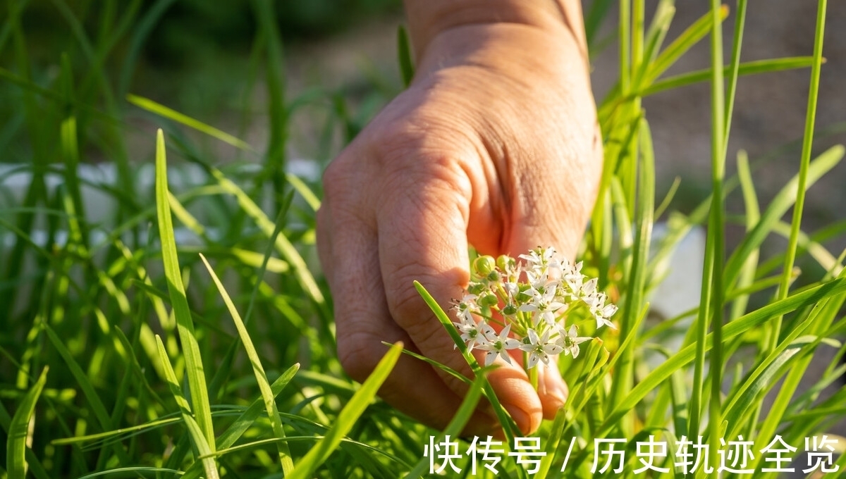 浓郁|腌韭花酱,只放盐还不够,多放1样水果,更香更浓郁,存放时间久