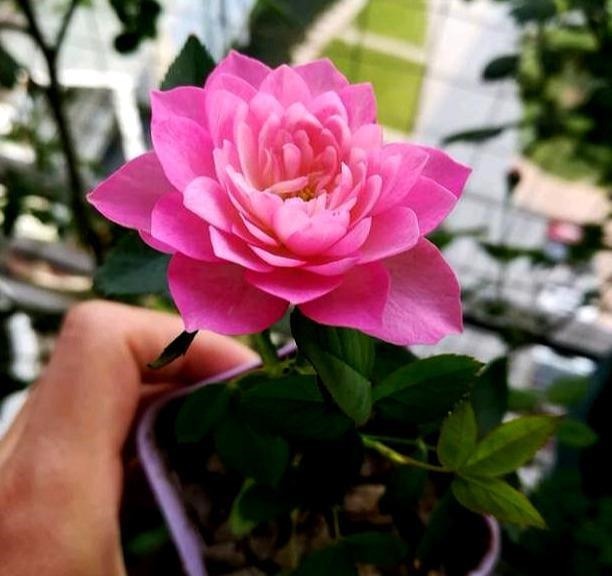 这花开花真勤快,一年开花不停,一株多色形如荷花,易养易爆盆