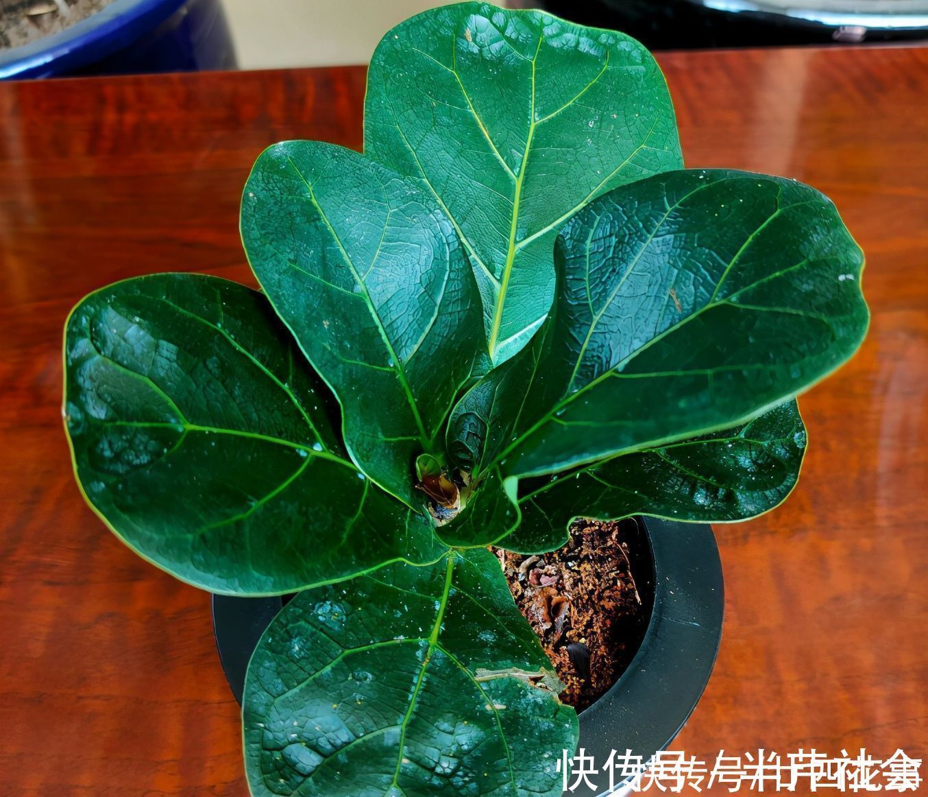 啤酒水|室内养花，喷上4种“水”，叶子油亮不发黄，冬天也生机勃勃