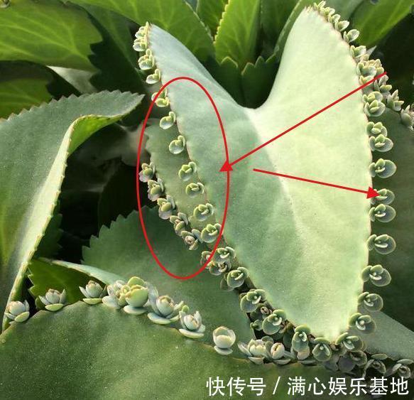 年轻人养花,没时间打理盆栽?就栽种它们,省心又能愉悦自己