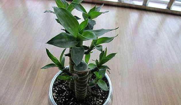 新手养富贵竹,此方法最合适,不黄叶易生根,“富贵吉祥”迎进门