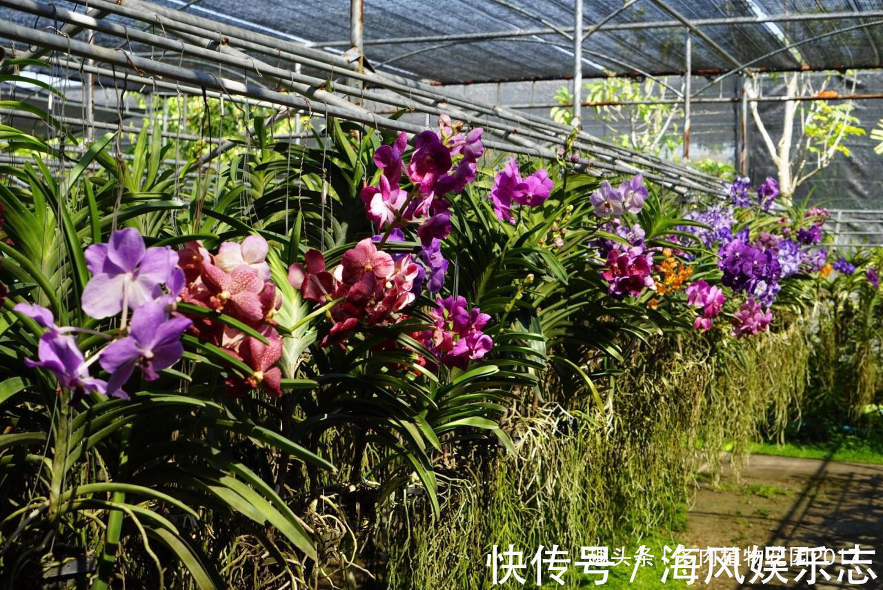 腐生兰|秋天兰花有性格，养护时需要注意些，开花不断
