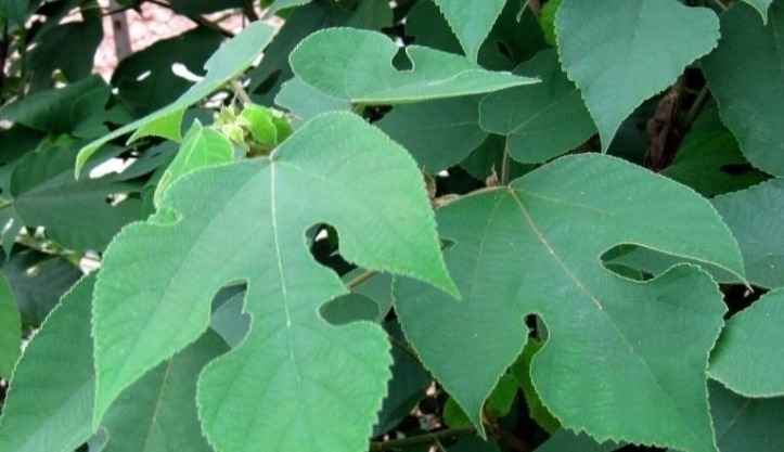 摇钱树|农村的害树，见到就砍，有人把它当“摇钱树”亩入5千