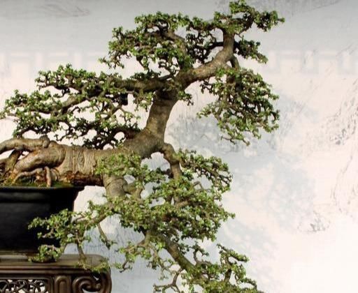 金枝玉叶长势慢,果断“剪一刀”再饿三天,“猛窜芽”变繁花老桩