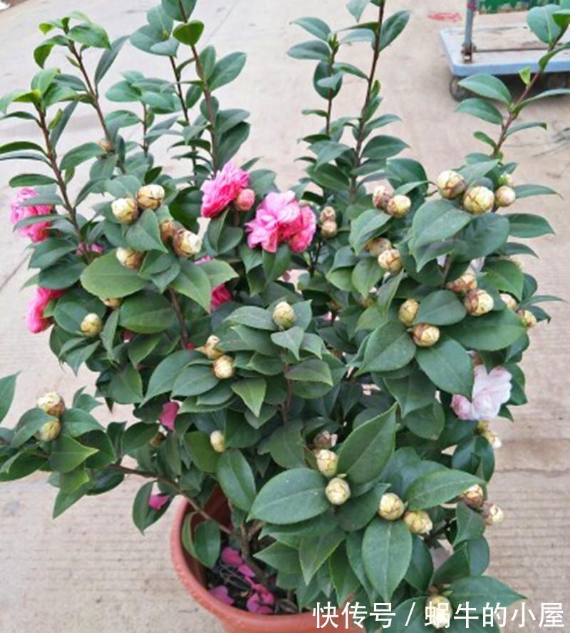 适合10月养的“13种吉祥花”，建议你也养一盆，利健康旺财运