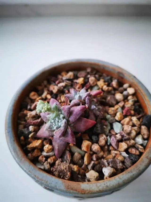 养成一个爱好的重要性和一个养肉人的日常!