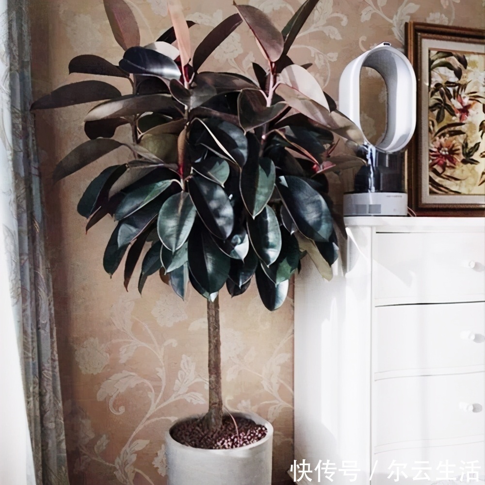 封闭的楼房养花，首选这6种，都是净化小能手，养在家里利于健康