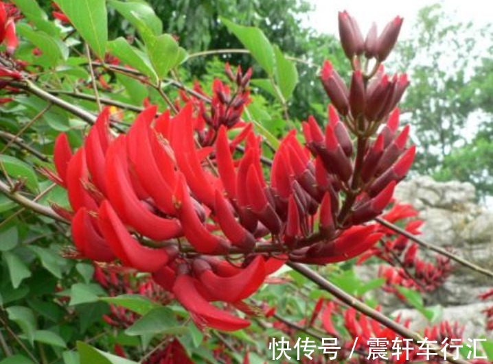 绿叶$此花花色红艳夺目,远望犹如一支象牙突出于绿叶丛中,寓意着荣耀