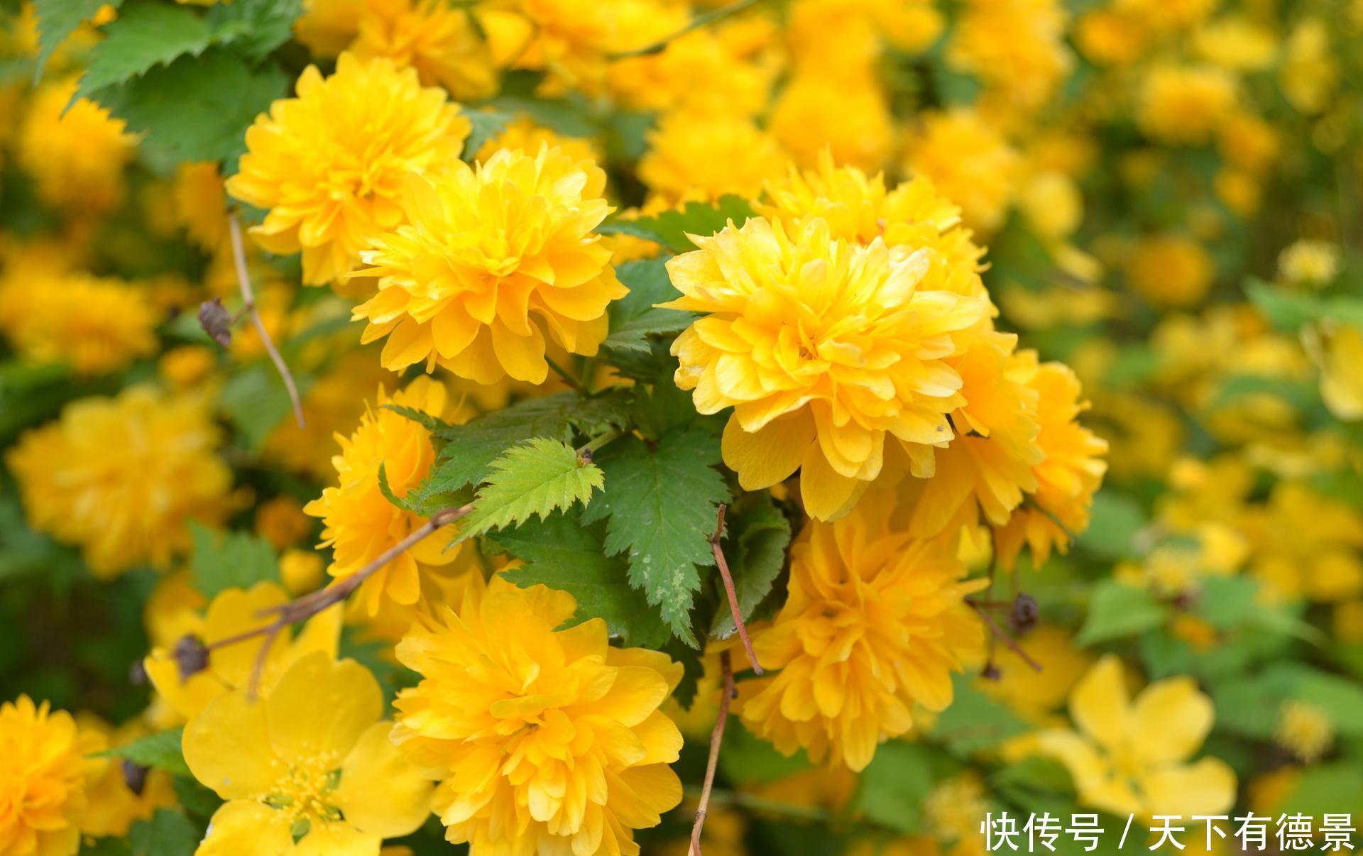 院内栽一株“惊艳时光”的爬藤花,俗称“第一香”,双季有花赏