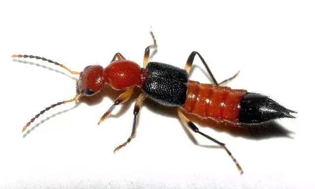 毁容|又是它!女子半夜关灯玩手机,差点致毁容!