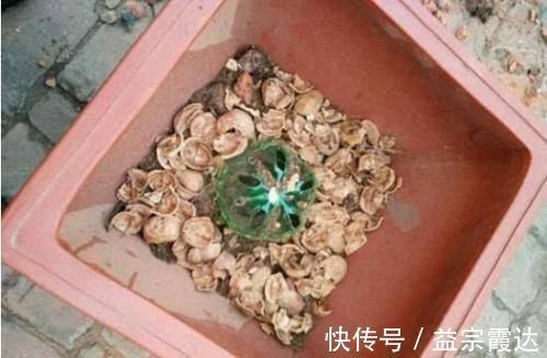 柳条|4种“垃圾”,垫在花盆下,烂根黄叶再也没了,啥花都越养越旺