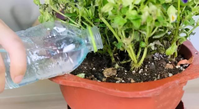 养花|三伏天养花浇水有“禁忌”,三种水尽量不要浇,容易导致花出问题