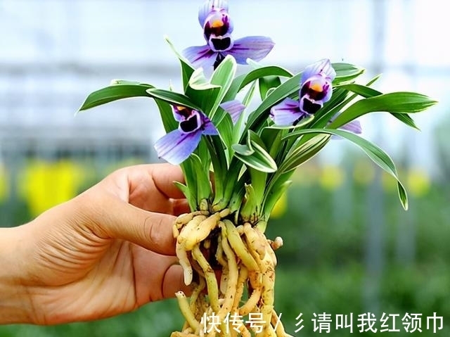 兰花界新宠,矮种—紫月荷,开花后自带仙气,百看不厌,百赏不倦