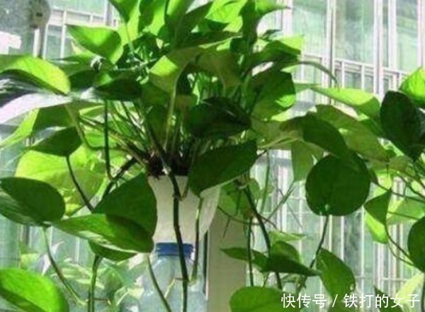 俗语“一颗绿萝七个鬼”,家中为什么不能放绿萝涨知识了!
