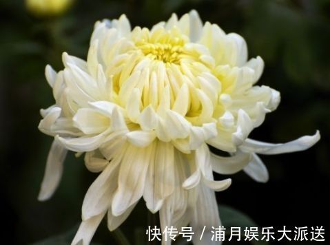 精品|喜欢玫瑰,不如养盆“精品玫瑰”坦尼克,花开花朵肥硕,四季开花