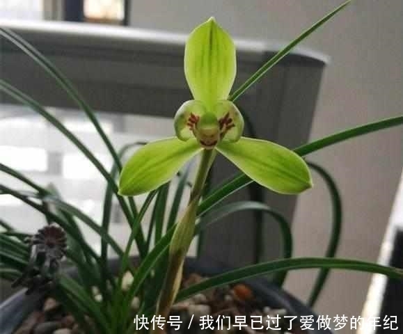 这个字|养兰花时,牢记这个字,能开花不断