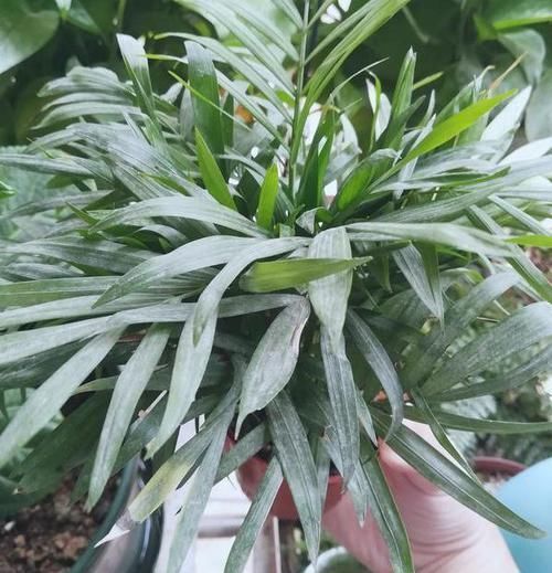 来不及出门远游,就在家养盆袖珍椰子,做到4点可赏异域风光