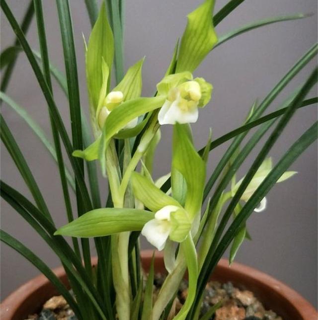 缺水|老花农说兰花这样浇,简单粗暴,保证10年不烂根,非常使用