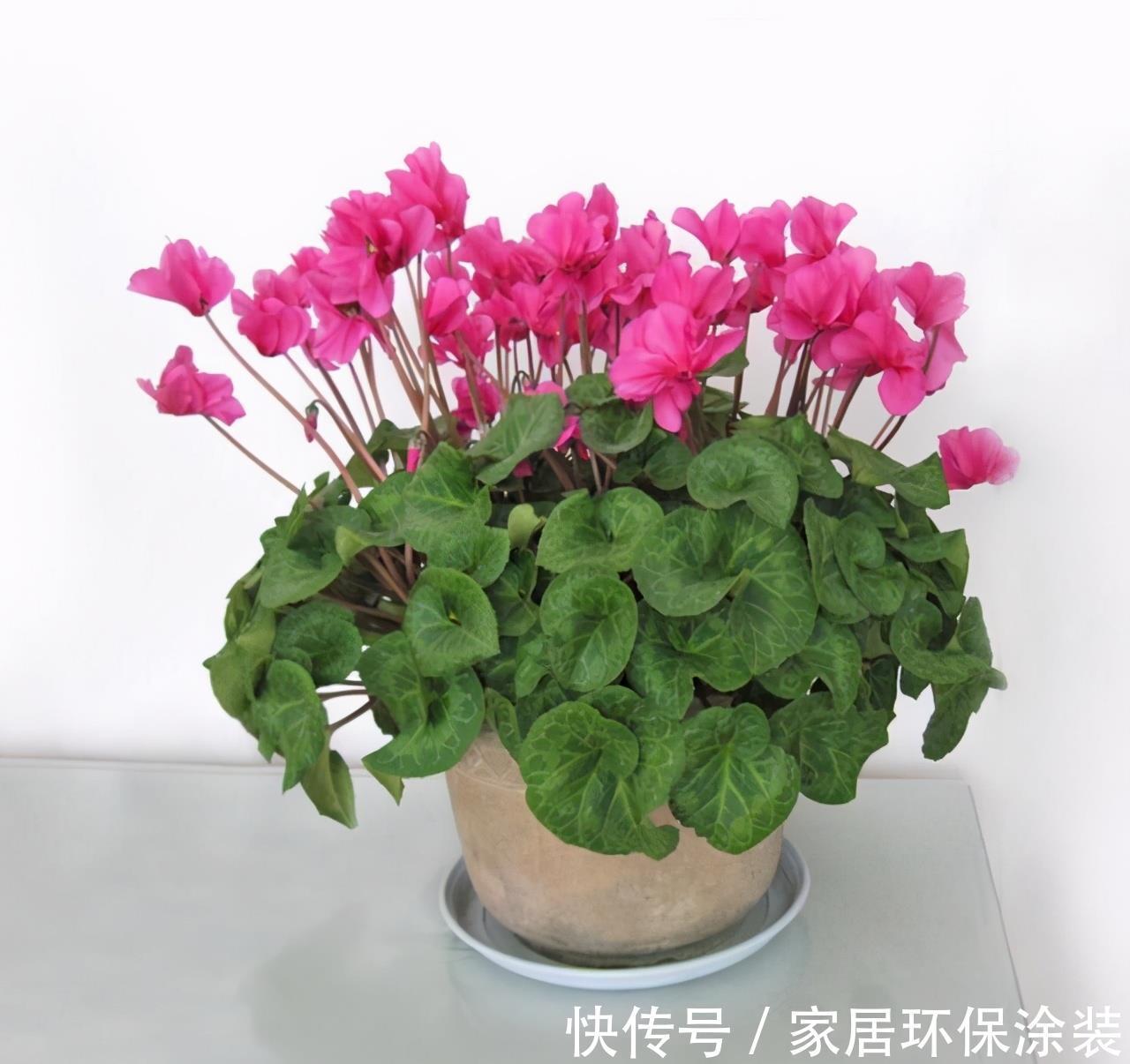 漂亮|5种漂亮花,都是“夏必死”,十个八个养不好,花市见了也别买