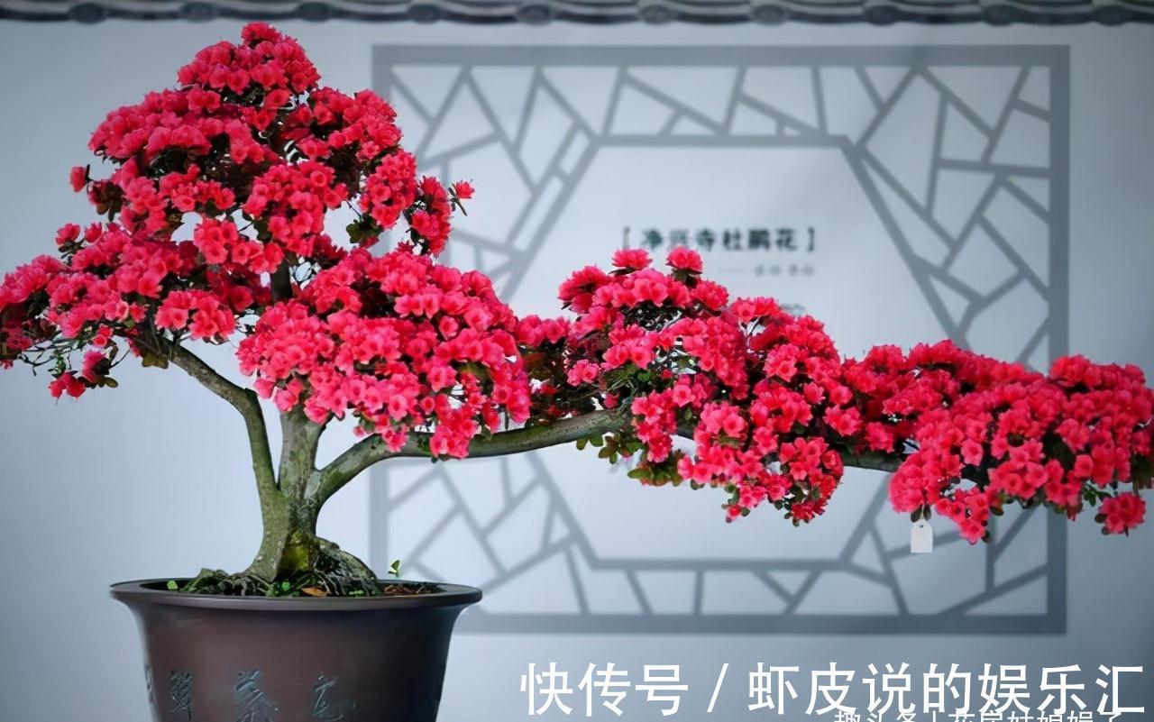 14种冬天开花的花卉,好养不娇气,为冬天添一抹色彩