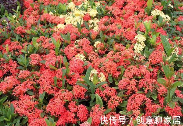 养花试试这几款，光照缺少或者是光照过多都会导致它不开花