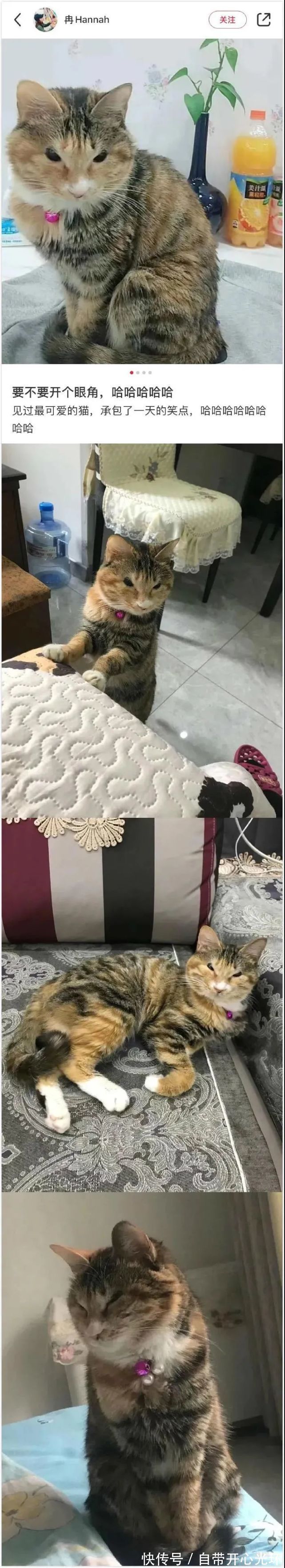 |【搞笑趣图】这猫怎么鼠里鼠气