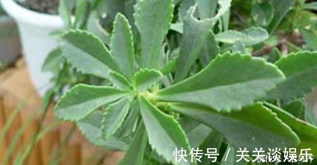 降脂药|看到需当心！3类药，长期吃造成“肝损伤”，想肝好要远离