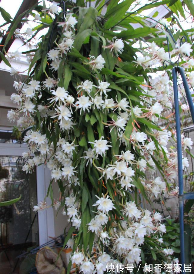 磷酸二氢钾|4种漂亮花，下个月就开花，现在别“瞎修剪”，耽误一年开花量