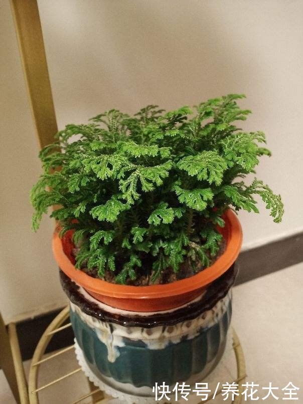 折腾不死的五种花,两个月不浇水,照样水灵灵