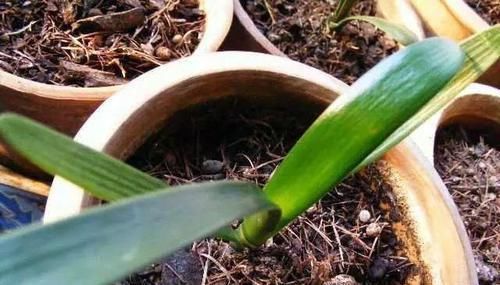 只要功夫深，君子兰照样扦插，养花牛人，用君子兰叶子扦插