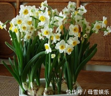 3种“喜水花”,别怕浇水多,越浇水长得越旺,新手浇花不再怕