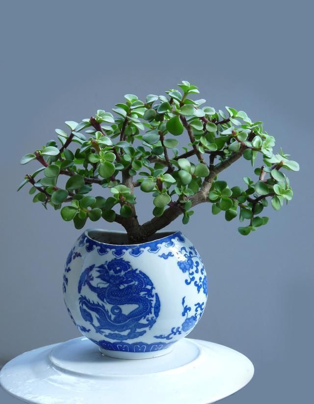 这些“贱花”不值钱,学会剪一剪,变成“老盆景”,价钱翻2翻