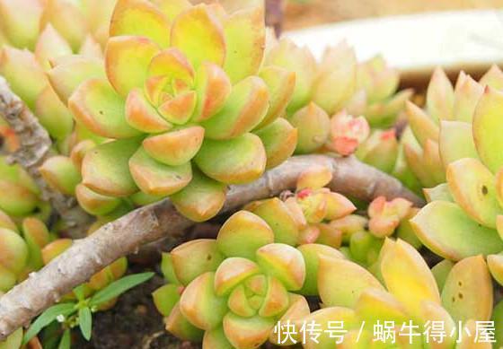 新手养多肉总是养不好,试试5个品种,皮实好养颜值高
