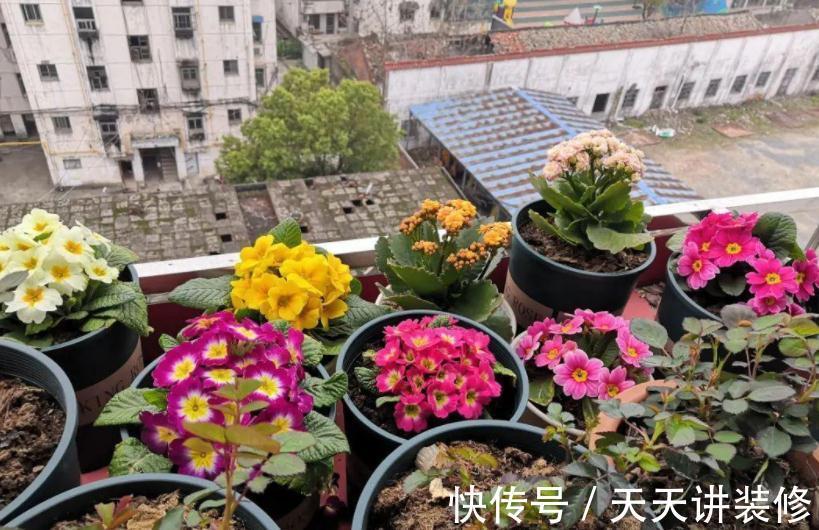 开花期|新人养花很容易上手的报春花,盆栽注意5点,开花又多又美