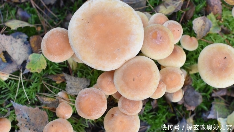 有幸|近期内,缘分和桃花邂逅正缘,有幸收获幸福爱情的四大生肖!