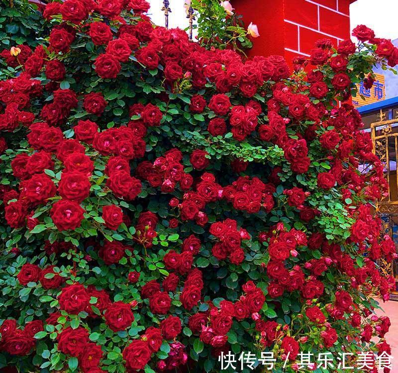 邻居阿姨真能干,小院养3种“爬藤花”,每年花开满院,太美了