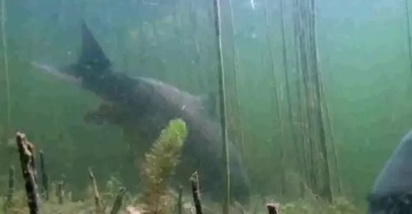 野钓调漂究竟调几钓几最合适？钓鱼高手这样调，从没有空军过！