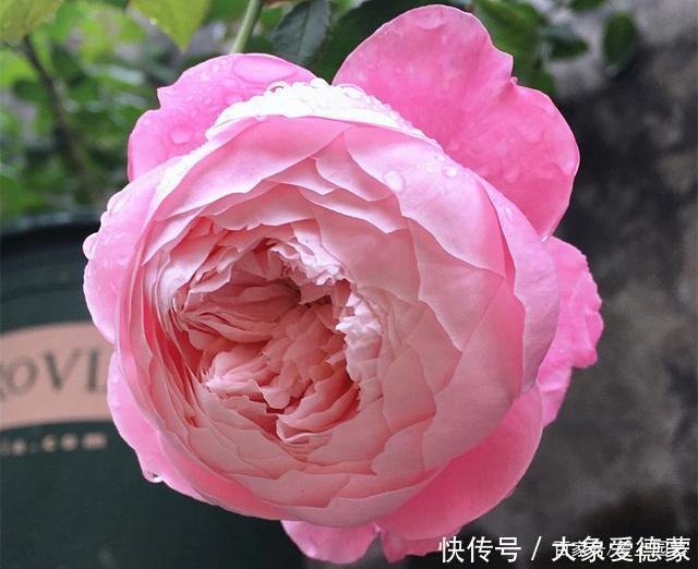 花朵|“河本女士,你的月季飞起来了!”聊聊那些仙到飞起的河本月季