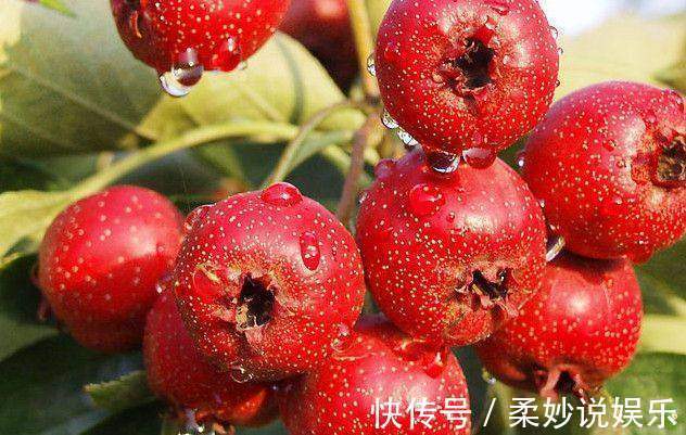 雌激素|女人不想老太快,吃6种美食,激发雌激素,呵护卵巢更显女人味!