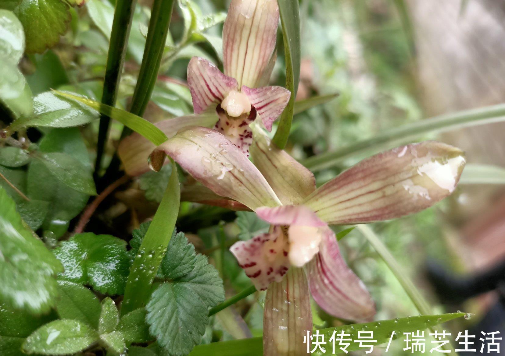 兰花释放三个求救信号,赶紧翻盆,动作慢“有隐患”容易收空盆