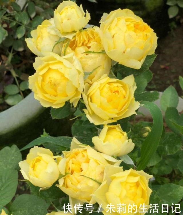 小阳台就养微月“四剑客”,只需养一盆,天天有花赏!