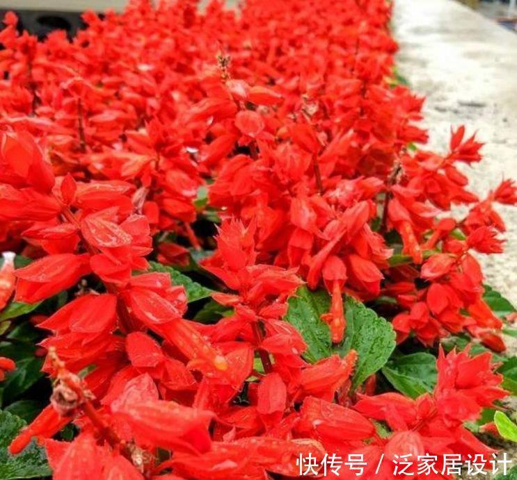 4种“开花小能手”,花朵硕大、花期长,美不胜收,你养了吗