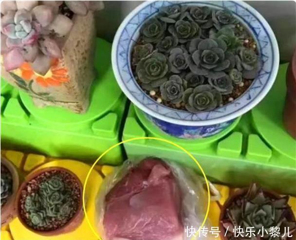 孩子|“奶奶,老师让带多肉上学”,孩子粗心传错话,老师忍不住笑出声