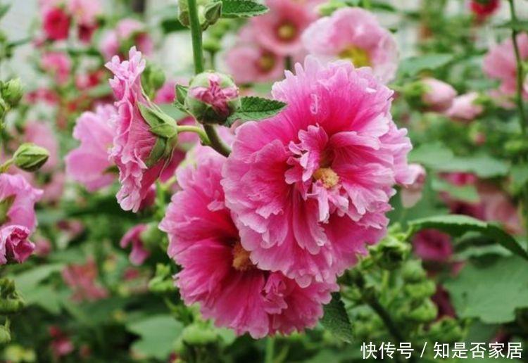 适合冬天养护的花卉,花色清雅漂亮,丢阳台蹭蹭窜,变成小花园