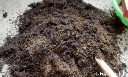 花肥|怎么调节、疏松土壤？巧用这2样，植物长势可轻松得到改善
