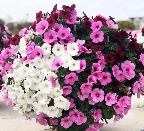 5块钱买盆花,也能养出高大上,繁花似锦开满阳台,越养越上瘾