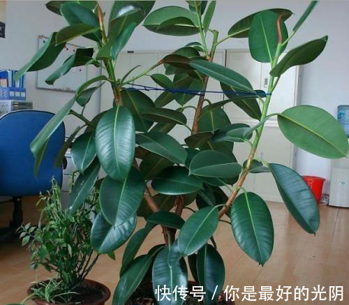 橡皮树“一枝冲天”咔嚓一刀,满枝新芽冒,变成“老树桩”