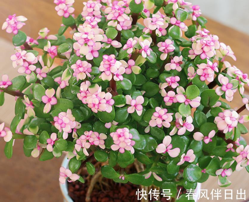 观赏性|7月份养金枝玉叶，“4个”细节做好，花叶俱美