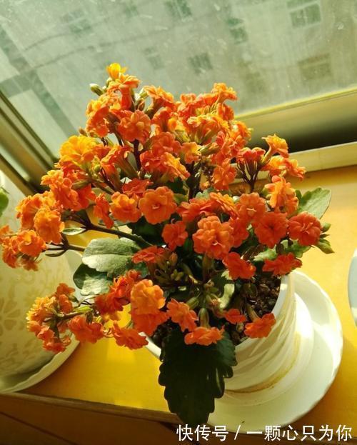 想要把长寿花养好,要做到一少二多三勤