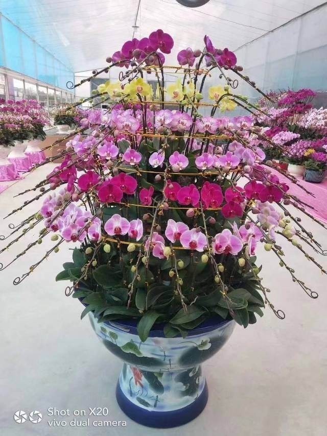 过年不知道买什么花,3种类型随便挑,好养寓意也好